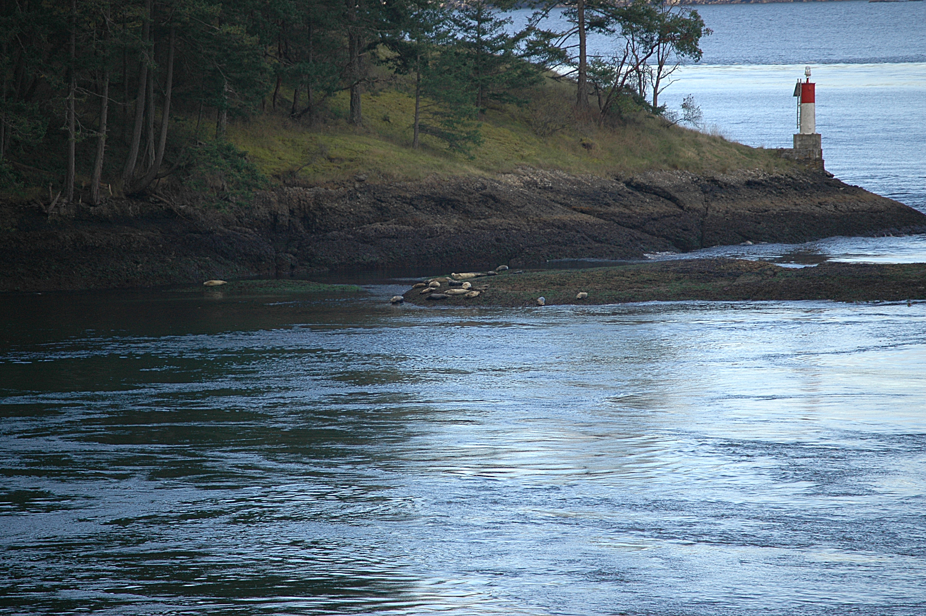 photos/wildlife/Mammal_Species/Common_Seal/Canada 2007 868.jpg